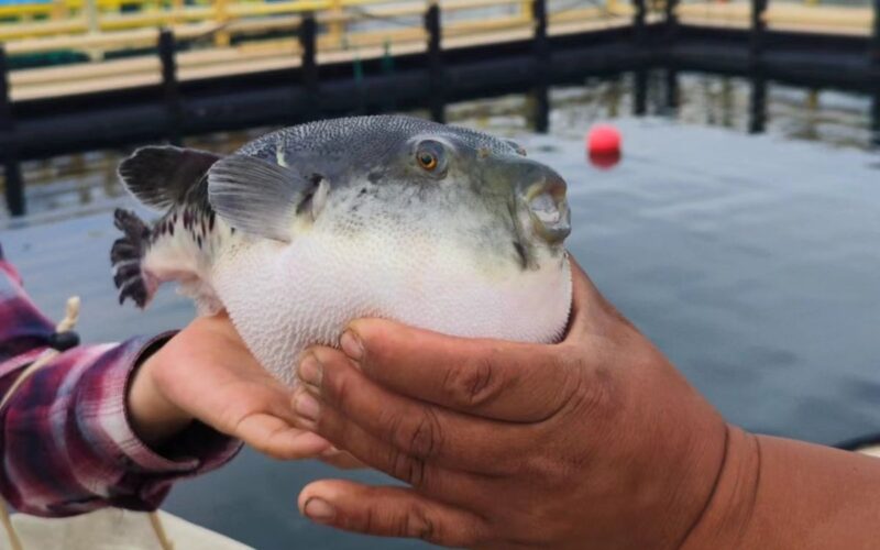 Cara ikan buntal melindungi diri dari predator