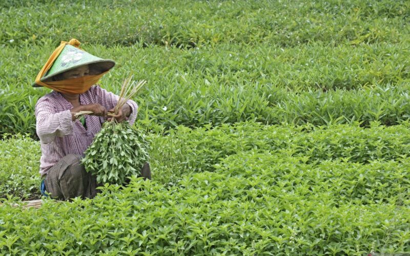 Simak, ini tanaman herbal yang sangat bermanfaat bagi kesehatan