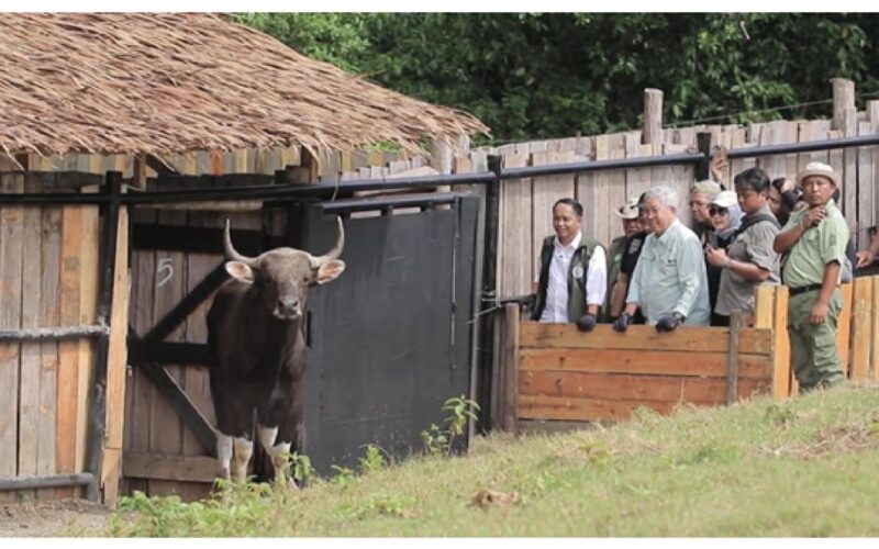 Taman Safari Indonesia dukung konservasi berkelanjutan banteng Jawa